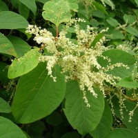 Japanese Knotweed